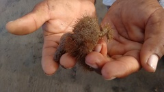 Pilumnus
