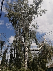 Betula pendula