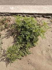 Ambrosia artemisiifolia