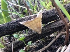 Podoscypha petalodes