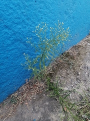 Erigeron canadensis