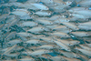 Bigeye Scad - Photo (c) Bernd Dietrich, some rights reserved (CC BY-NC), uploaded by Bernd Dietrich