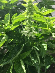 Ocimum basilicum