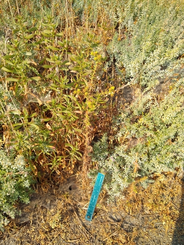iNaturalist observation photo of southern tarplant
