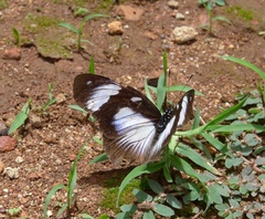 Hypolimnas anthedon anthedon