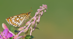 Heteropterus morpheus