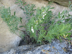 Astragalus tenellus