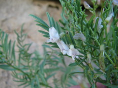 Astragalus tenellus