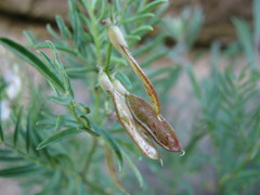 Astragalus tenellus