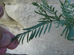 Astragalus tenellus