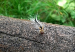 Halysidota ruscheweyhi