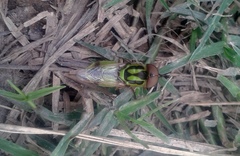 Hedriodiscus pulcher