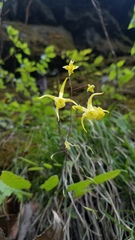 Epimedium davidii