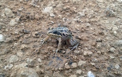 Leptodactylus macrosternum