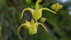 Epimedium davidii