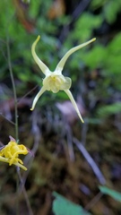 Epimedium davidii