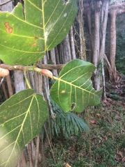 Ficus trichopoda