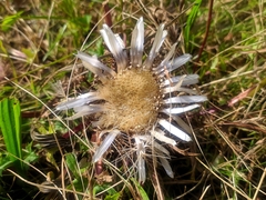 Carlina acaulis