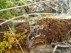 Cladonia asahinae
