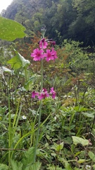 Primula pulverulenta