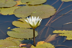 Nymphaea pulchella