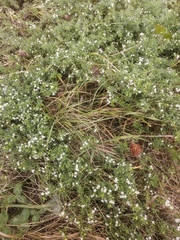 Galium humifusum