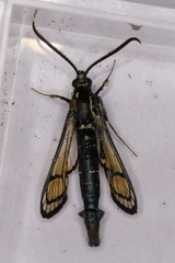 Synanthedon exitiosa