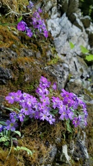 Primula kialensis