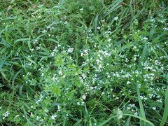 Galium rivale