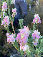 Erica glauca elegans