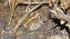 Physalaemus kroyeri