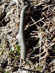 Ommatoiulus lusitanus