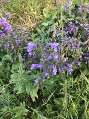 Nepeta sibirica