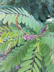 Amorpha fruticosa
