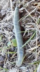 Ommatoiulus lusitanus