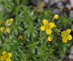 Draba rigida