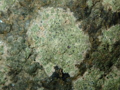 Verrucaria praetermissa