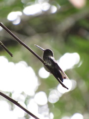 Haplophaedia aureliae