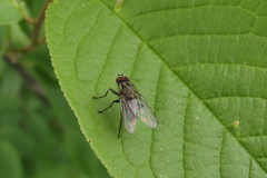 Hydrophoria lancifer