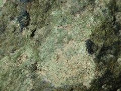 Verrucaria praetermissa