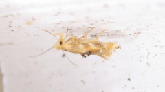 Bucculatrix coronatella
