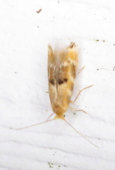 Bucculatrix coronatella