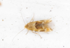Bucculatrix coronatella