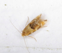 Bucculatrix coronatella