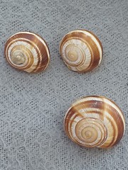 Helix lucorum