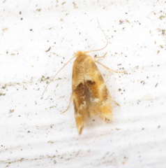 Bucculatrix coronatella