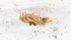 Bucculatrix coronatella