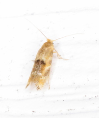 Bucculatrix coronatella