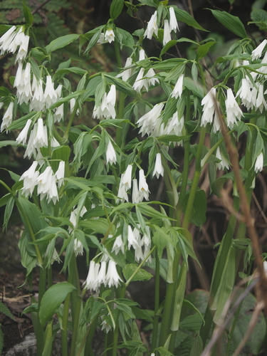 Disporum megalanthum