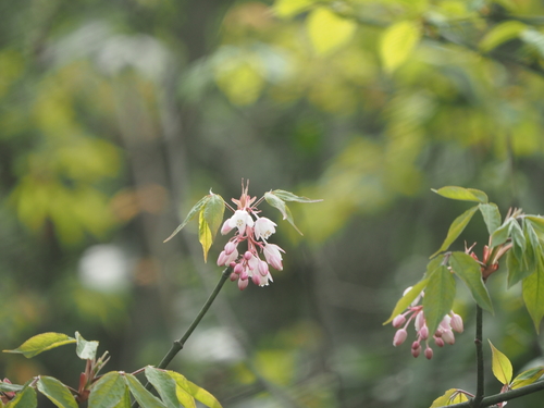 Staphylea holocarpa, 2020-04-29